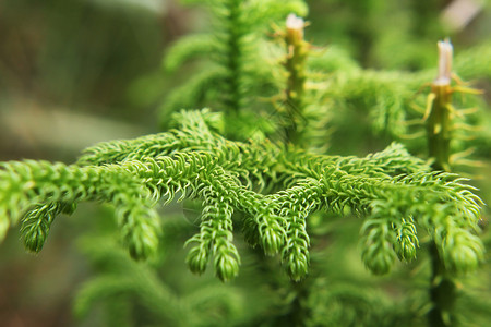 绿色松树叶南洋杉叶在自然界中用作园林植物树干木头三角形松树墙纸种植林地生长异国情调背景