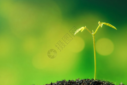 天然的年轻植物种苗树芽叶生态幼苗绿色土壤生活森林叶子生长背景