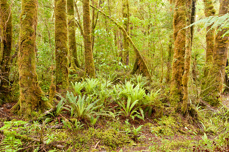 绿树林荒野 NZ树蕨草丛苔藓魔法森林处女蕨树生长原始森林植物背景图片