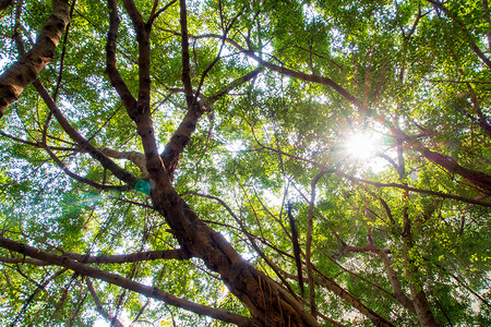 大班扬树叶的阳光照亮分支机构公园环境晴天叶子榕树季节木头森林绿色背景图片