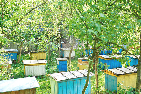 蜂王养蜂室外的蜂窝花蜜收成宏观工人农业运动农场食物昆虫蜂蜜背景
