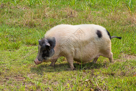 马鞍草黑白黑猪荒野牧场婴儿母猪猪肉动物家畜女性马鞍野生动物背景