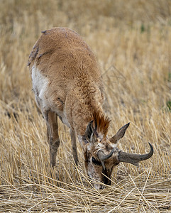 萨斯喀彻温省野生动物游戏荒野风光动物羚羊农田田园场地草原背景图片