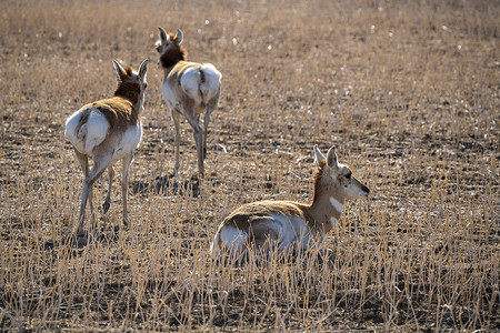 萨斯喀彻温省野生动物荒野游戏场地风光动物农田羚羊草原田园背景图片