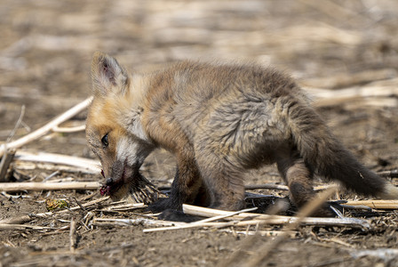 年轻狐狸箱宝宝红狐工具野生动物食肉哺乳动物荒野动物幼兽红色背景图片