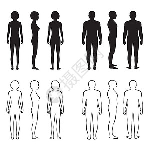 人体解剖学数字手臂医疗比例白色男人插图男性背景图片