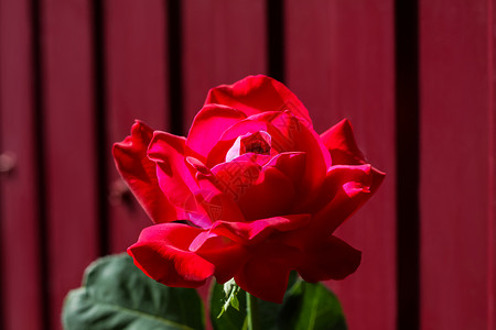 一朵红玫瑰花在红玫瑰花的背景下在玫瑰园中绽放花园花瓣衬套树叶纹理叶子红玫瑰花束园艺植物植物群高清图片素材