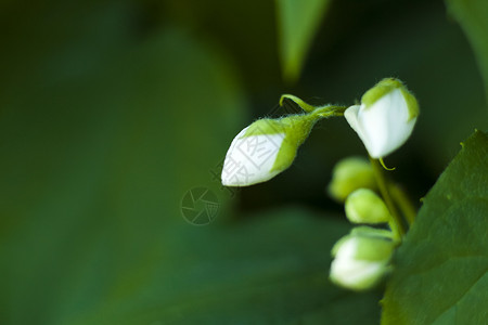 白色茉莉花紧贴 彩色的宏观摄影 以自然景观 生态学为背景 通过复制空间对模糊绿化物进行近贴墙纸花园世界叶子太阳环境绿色植物森林微背景