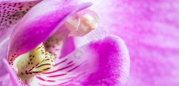 紫兰花粉花碎片 宏花底底色纪念日植物学植物庆典异国脆弱性热带紫色花瓣植物群背景图片