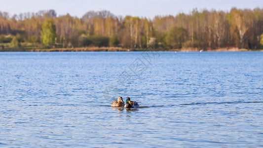 在湖上游泳的马勒德鸭中的德雷克和雌高清图片