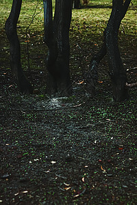黑暗林木 森林和自然中的树干季节黑色叶子太阳松树公园苔藓绿色远足树叶林地高清图片素材