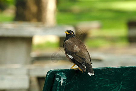 国之图腾Myna在花园的椅子上野生动物黑鸟动物群荒野动物园摄影八哥绿色运动脊椎动物背景