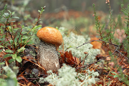 秋天森林的软木中的小橙色巨帽特写高清图片