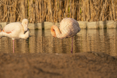 纳特龙湖粉红火烈鸟集团泡碱池塘动物烈鸟动物群脖子钓鱼野生动物橙子荒野背景