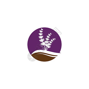 薰衣草 Logo 模板矢量符号花园植物紫色草本植物疗法芳香草本花束香气白色背景图片