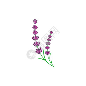 薰衣草 Logo 模板矢量符号紫色芳香草本香气疗法草本植物花园植物叶子白色背景图片