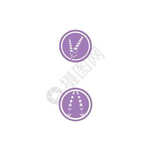 薰衣草 Logo 模板矢量符号白色芳香疗法草本紫色花束叶子植物花园草本植物背景图片