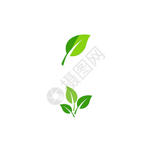叶生态标志模板 vecto白色叶子绿色环境网络插图生活植物背景图片