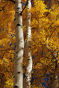 树木树橙子树干植物白色金子叶子背景图片