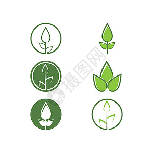 设置叶徽标模板 vecto生物绿色生长插图植物生态叶子装饰品环境背景图片
