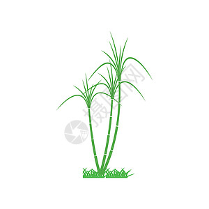 甘蔗 Logo 模板矢量符号绿色生长标识种植园燃料食物农场场地叶子插图背景图片