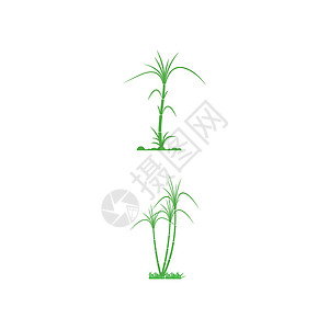 甘蔗 Logo 模板矢量符号场地标识生长农场燃料地球农业种植园绿色植物背景图片