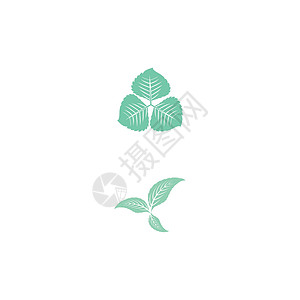 叶薄荷标志模板矢量符号草本植物香气薄荷艺术药品白色食物插图绿色植物背景图片