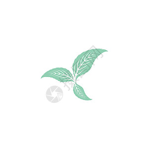 叶薄荷标志模板矢量符号插图药品食物香气艺术白色草本植物绿色薄荷背景图片