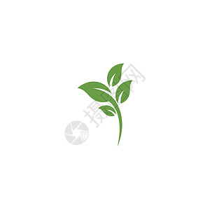 叶标志模板矢量符号生长生物绿色叶子插图环境装饰品植物生态背景图片