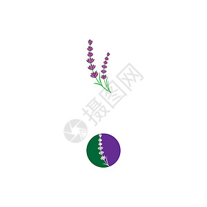 薰衣草 Logo 模板矢量符号草本疗法紫色草本植物芳香花束花园香气白色植物背景图片
