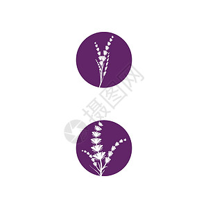 薰衣草 Logo 模板矢量符号草本植物芳香花园疗法白色香气叶子花束植物紫色背景图片