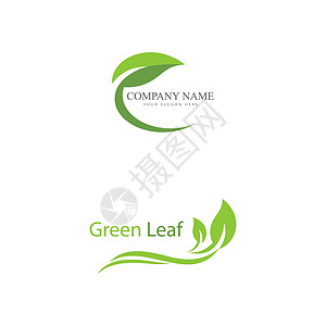叶标志模板矢量符号生物植物绿色叶子生态装饰品插图生长环境背景图片