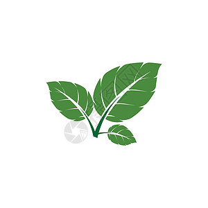 叶薄荷标志模板矢量符号草本药品绿色插图白色草本植物食物艺术植物香气背景图片