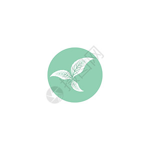 叶薄荷标志模板矢量符号插图薄荷草本植物艺术香气白色绿色草本植物药品背景图片