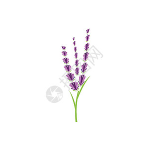 薰衣草 Logo 模板矢量符号草本植物紫色白色香气疗法叶子草本花束植物花园背景图片