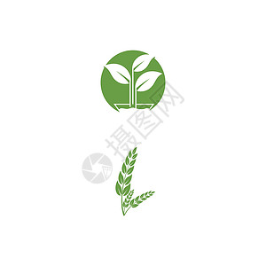 叶标志模板矢量符号装饰品环境生长生态生物叶子插图植物绿色背景图片