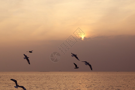 日落的海鸥热带动物蓝色太阳鸟类地平线阳光航班海浪飞行背景图片