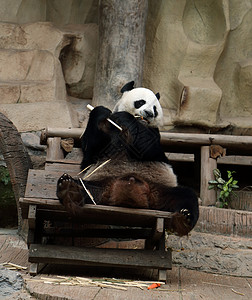 动物熊熊边框熊熊吃竹子公园白色毛皮黑色荒野成人濒危森林动物园野生动物背景