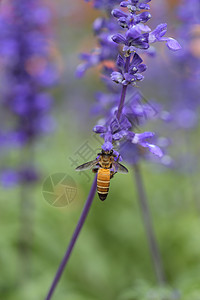 大黄蜂春天花的图片素材