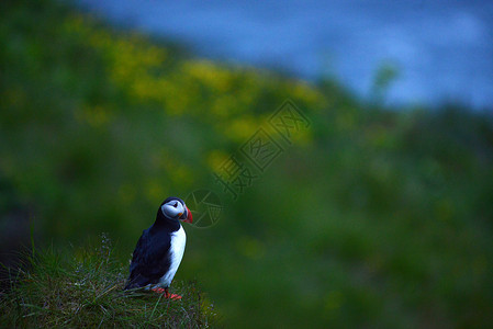 冰岛Dyrholaey的松石殖民地旅行海鸟动物野生动物生活峡湾食物岩石悬崖荒野背景