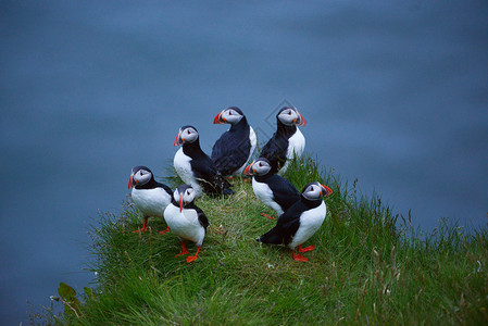 冰岛Dyrholaey的松石殖民地岩石荒野食物动物生活旅行峡湾悬崖海鸟野生动物背景