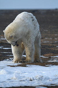 查德维克博斯曼北极的阿拉斯加白北极熊男性气候变化全球生存支撑濒危捕食者环境哺乳动物野生动物背景