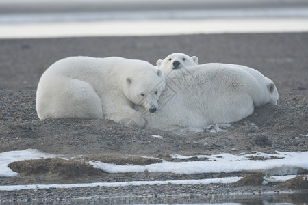 查德维克博斯曼北极的阿拉斯加白北极熊太阳村庄毛皮支撑濒危动物海岸幼崽气候野生动物背景