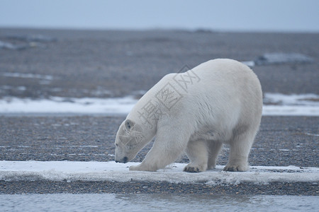查德维克博斯曼北极的阿拉斯加白北极熊幼崽海洋男性太阳全球荒野环境野生动物生存海岸背景