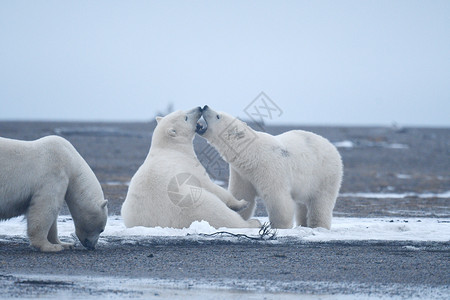 查德维克博斯曼北极的阿拉斯加白北极熊男性哺乳动物生存捕食者环境幼崽海洋濒危村庄荒野背景