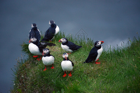 冰岛Dyrholaey的松石殖民地峡湾荒野岩石悬崖海鸟动物食物生活野生动物旅行背景