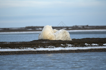 雪熊北极的阿拉斯加白北极熊濒危全球幼崽野生动物支撑气候男性太阳荒野动物背景