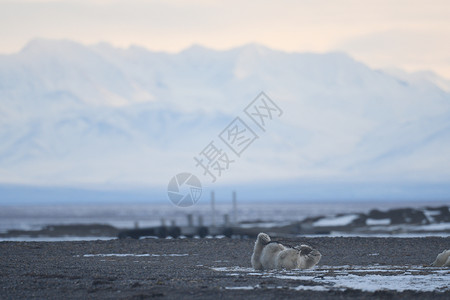 查德维克博斯曼北极的阿拉斯加白北极熊海洋濒危村庄全球气候环境海岸哺乳动物毛皮支撑背景
