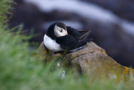 冰岛石器旅行悬崖野生动物荒野绿色海鸟黑色白色动物海雀背景