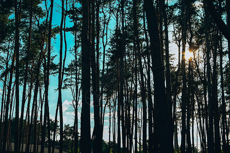 隐于绿林自然公园的绿林 照片拍摄于阳光明媚的一天 树木群落 太阳照过森林背景